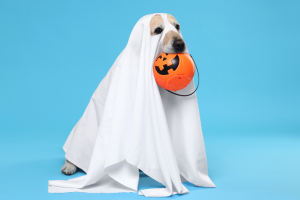 A pup becomes a spooky ghost with this easy DIY costume hack. Only a bedsheet a pair of scissors required.